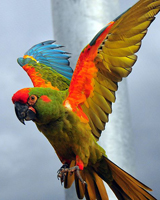 Parrot