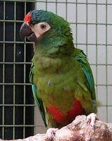 Parrot