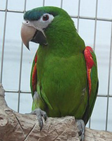 Parrot