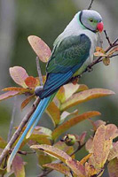 Parrot