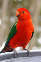 Parrot