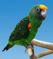 Parrot