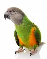 Parrot