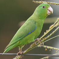 Parrotlet