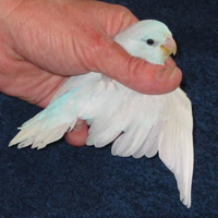 Parrotlet