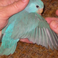 Parrotlet