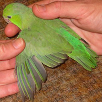 Parrotlet