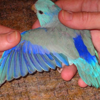 Parrotlet