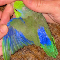 Parrotlet