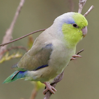 Parrotlet