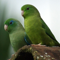 Parrotlet