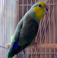 Parrotlet