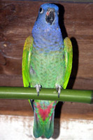 Parrot