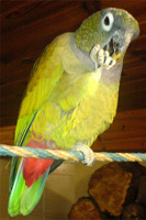 Parrot