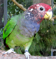 Parrot