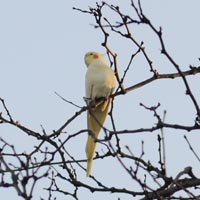 Elvis in Tree